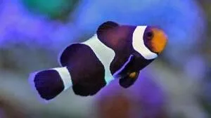 Amphiprion OCELLARIS Black (Pesce Pagliaccio nero - Ocellaris clownfish) - allevamento