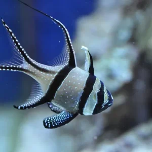 Pterapogon kauderni - Pesce cardinale - allevamento