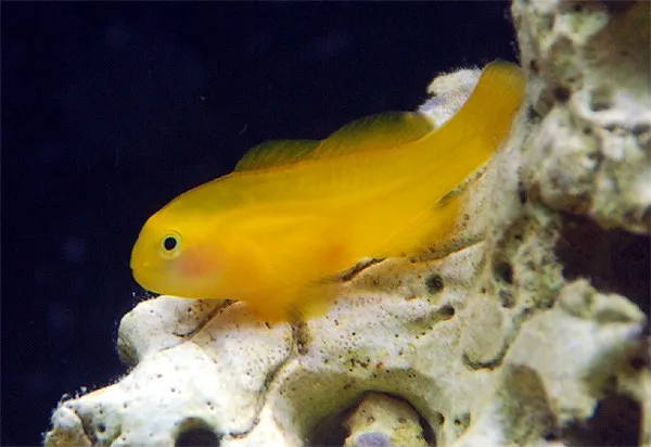 Gobiodon Okinawae - Gobbio giallo di Okinawa