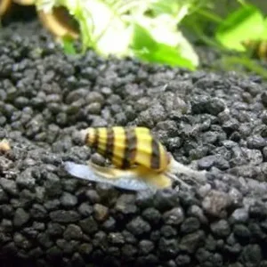 LUMACA KILLER ANENTOME HELENA - mangia le piccole lumache invasive