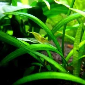 Caridina Babaulti green