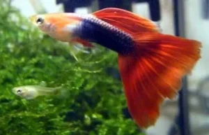 Coppia di Guppy H/B red, Tuxedo red Poecilia reticulata maschio e femmina
