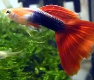 Coppia di Guppy H/B red, Tuxedo red Poecilia reticulata maschio e femmina