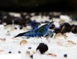 NEOCARIDINA DAVIDI BLUE CARBON RILI 1-2 cm - gamberetto per acquario d'acqua dolce
