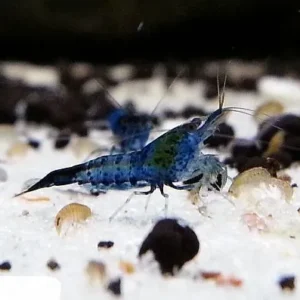 NEOCARIDINA DAVIDI BLUE CARBON RILI 1-2 cm - gamberetto per acquario d'acqua dolce