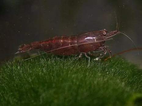 NEOCARIDINA DAVIDI CHOCOLATE SAKURA 1-2 cm - gamberetto per acquario d'acqua dolce