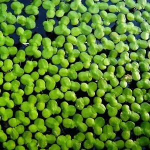 LEMNA MAJOR (LENTICCHIA D'ACQUA), pianta galleggiante per acquario o laghetto