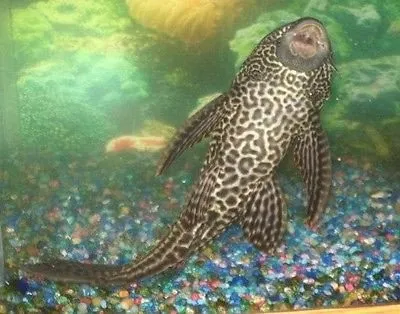 Hypostomus Plecostomus 10-15 cm pulitori da vetro L