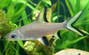 Balantiocheilos Melanopterus - Squaletto d'acqua dolce di Bala - 6 cm
