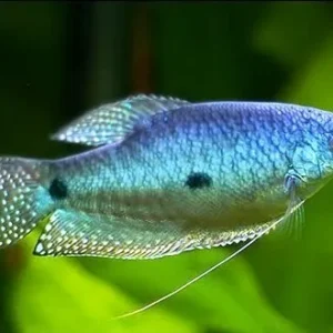 Trichogaster trichopterus Blue Sumatra, Gurami blu 4-6 cm