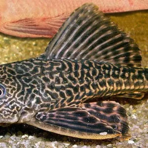 Hypostomus Plecostomus 10-15 cm pulitori da vetro L