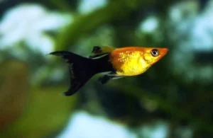 Poecilia Sphenops Bicolor Molly Gold-Black coda a lyra 5 cm