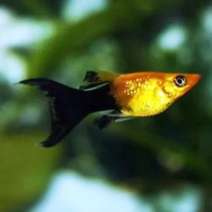 Poecilia Sphenops Bicolor Molly Gold-Black coda a lyra 5 cm