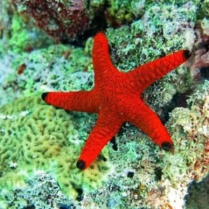 Fromia indica black tip red starfish 8 cm - Stella marina
