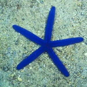 Linckia laevigata blue starfish - Stella marina blu