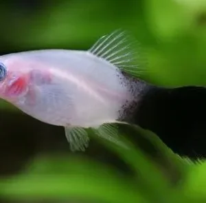 Platy Panda, xiphophorus maculatus 3 cm