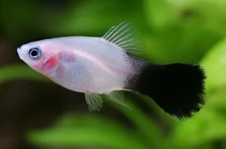 Platy Panda, xiphophorus maculatus 3 cm