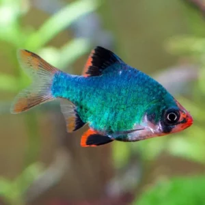 Barbus tetrazona green, Barbo verde 3 cm