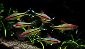 Puntius Denisonii 5 cm - Red Line Torpedo Barb