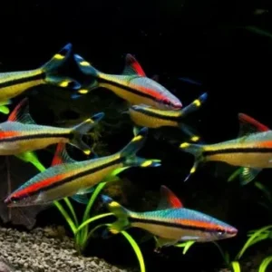 Puntius Denisonii 5 cm - Red Line Torpedo Barb