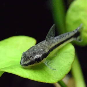 Otocinclus affinis 3 cm - piccolo pesce mangia alghe