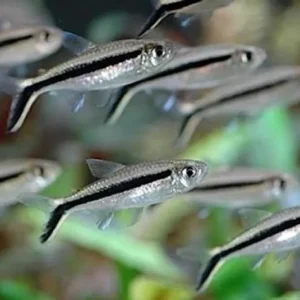 Thayeria boehlkei/obliqua (pesce tetra pinguino) 3-4 cm