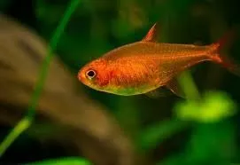 Hyphessobrycon Amandae (Ember Tetra) 2 cm