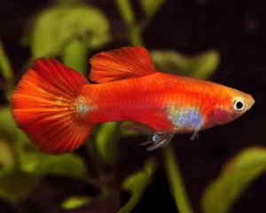 Coppia di Guppy Red Blonde, Poecilia reticulata 3,5 cm maschio + femmina