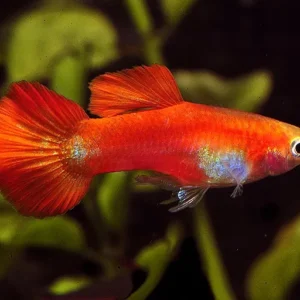 Coppia di Guppy Red Blonde, Poecilia reticulata 3,5 cm maschio + femmina