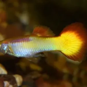 Guppy maschio Yellow-red Sunset, Poecilia reticulata 3,5 cm