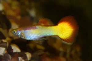 Coppia di Guppy yellow-red sunset, Poecilia reticulata 3,5 cm maschio + femmina