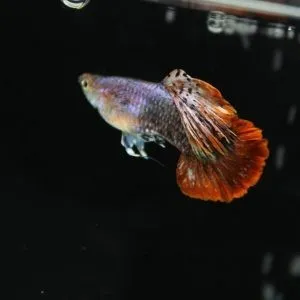 Coppia di Guppy magenta pink tuxedo, Poecilia reticulata 3,5 cm maschio + femmina New