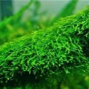 MUSCHIO Vesicularia sp. Creeping moss 6x6 cm