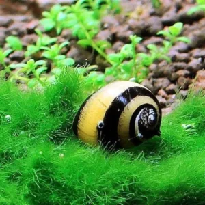 Lumaca Clithon Diadema - Thorn zebra 0,5-1 cm - mangia alghe nere a pennello