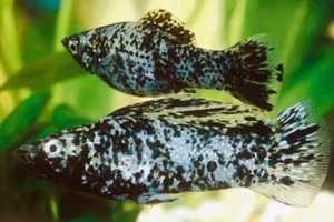 Poecilia Velifera Marble Sailfin molly 6 cm