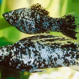 Poecilia Velifera Marble Sailfin molly 6 cm