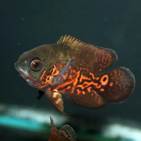 Astronotus Ocellatus 6-10 cm - pesce Oscar - Ciclidi americani