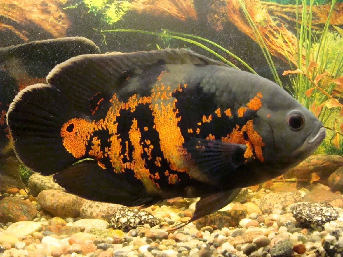 Astronotus Ocellatus 6-10 cm - pesce Oscar - Ciclidi americani