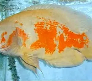 Astronotus Ocellatus albino 3-6 cm - pesce Oscar - Ciclidi americani