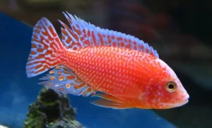 Aulonocara Red Dragon 4-6 cm - Ciclidi Africani lago Malawi