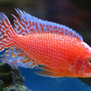 Aulonocara Red Dragon 4-6 cm - Ciclidi Africani lago Malawi