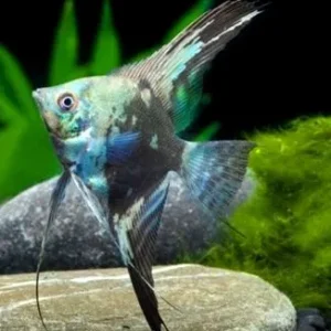 Pterophyllum Scalare Green 3-5 cm