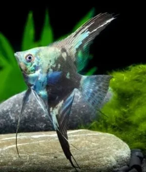 Pterophyllum Scalare Green 3-5 cm