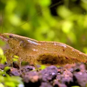 NEOCARIDINA DAVIDI WILD 1-2 cm - gamberetto per acquario d'acqua dolce