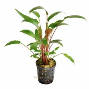 CRYPTOCORYNE LUCENS XXL alta 30-35 cm - pianta facile da primo piano o centro