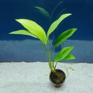 Anubias Congensis, pianta facile a foglia larga