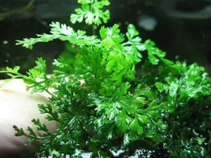Bolbitis Heudelotii, pianta epifita da primo piano per aquacaping
