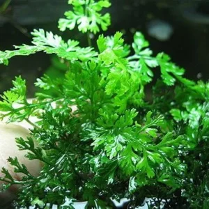 Bolbitis Heudelotii, pianta epifita da primo piano per aquacaping