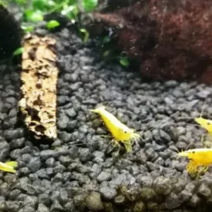 NEOCARIDINA DAVIDI YELLOW NEON FIRE 1-2 cm - gamberetto per acquario d'acqua dolce