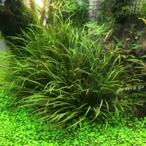 Blixa Japonica, pianta da primo piano a cespuglio